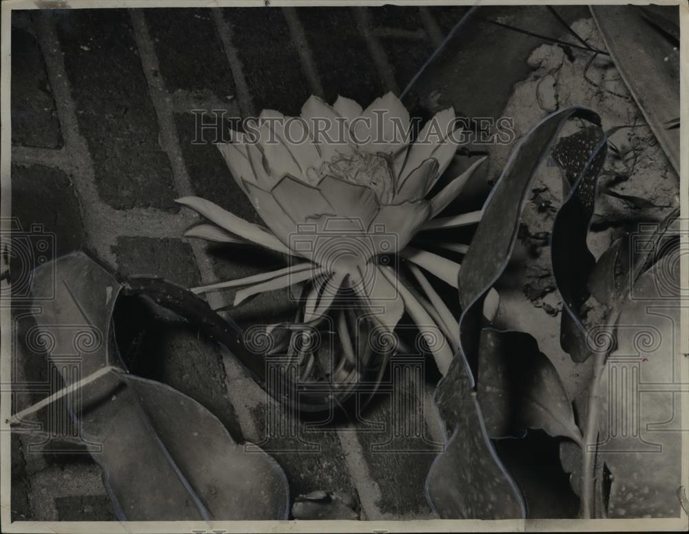 1948 Press Photo The rare Selenicereus Grandiflorus of Mr. and Mrs. Sadler