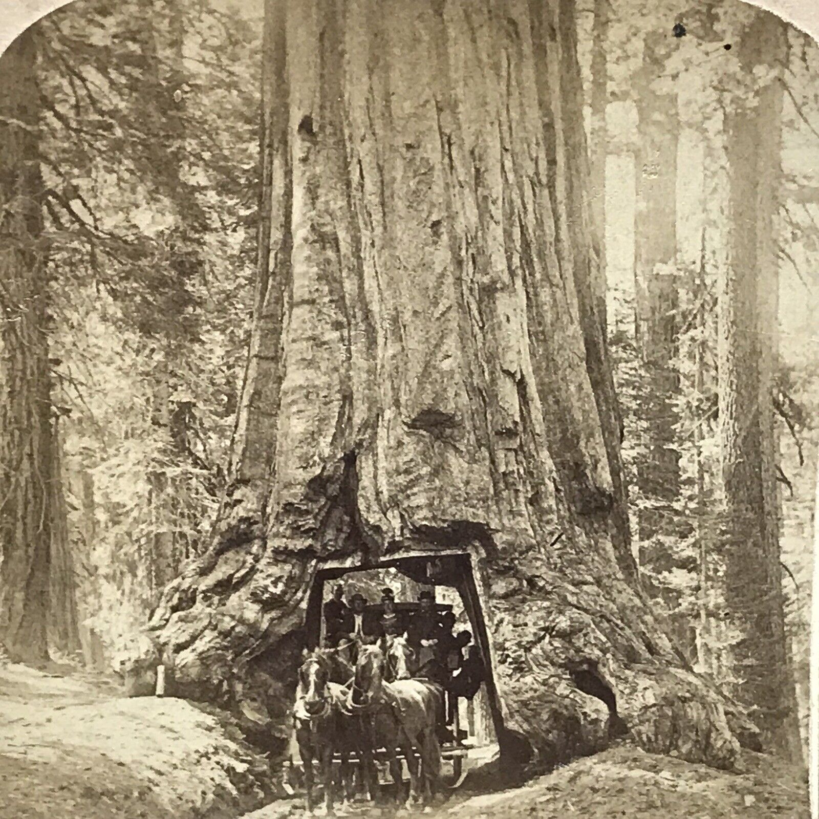 Horses Inside Huge Tree In Mariposa Grove California 1894 Stereograph Stereoview