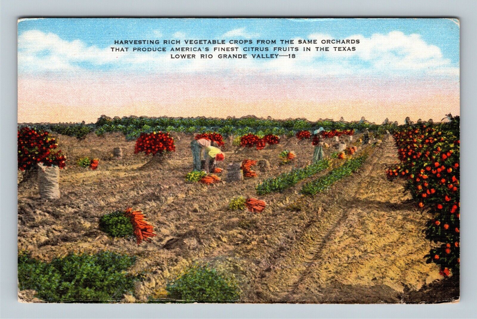 Lower Rio Grande Valley TX, Harvesting Vegetable Crops, Texas Vintage Postcard