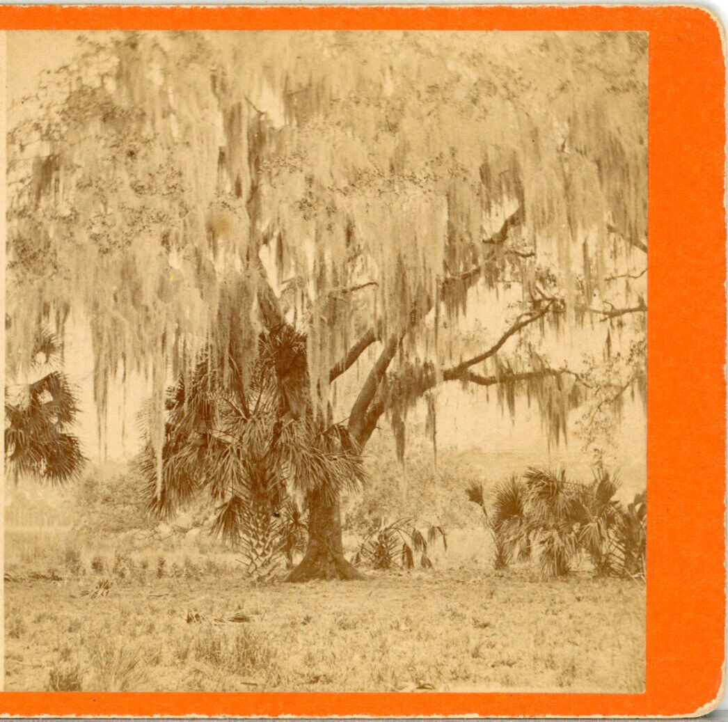 FLORIDA, Live Oak Covered With Moss Near Mandarin on the St John--Stereoview X79