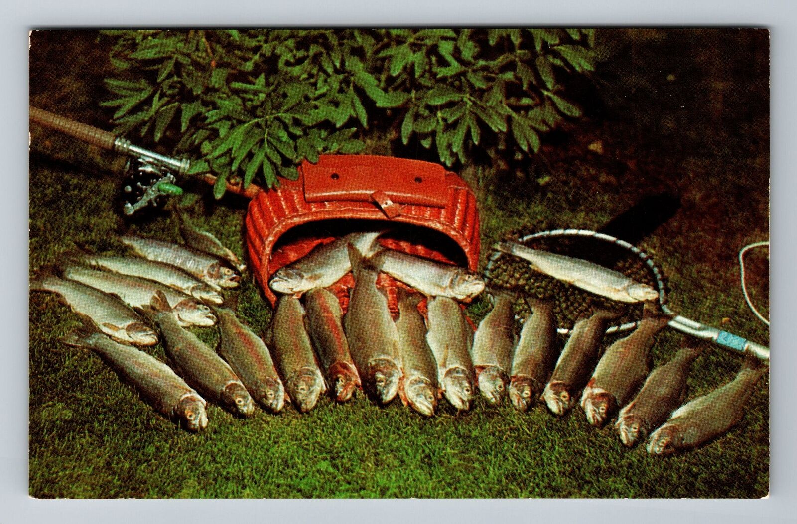 MI-Michigan, A Fisherman\'s Dream, Fish Laying In A Row, Vintage Postcard