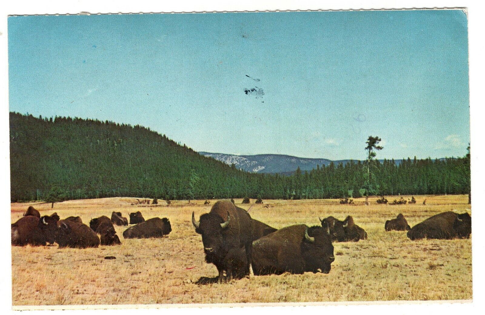 Postcard WY Buffalo Bison Herd Yellowstone National Park Wyoming Vintage 1971
