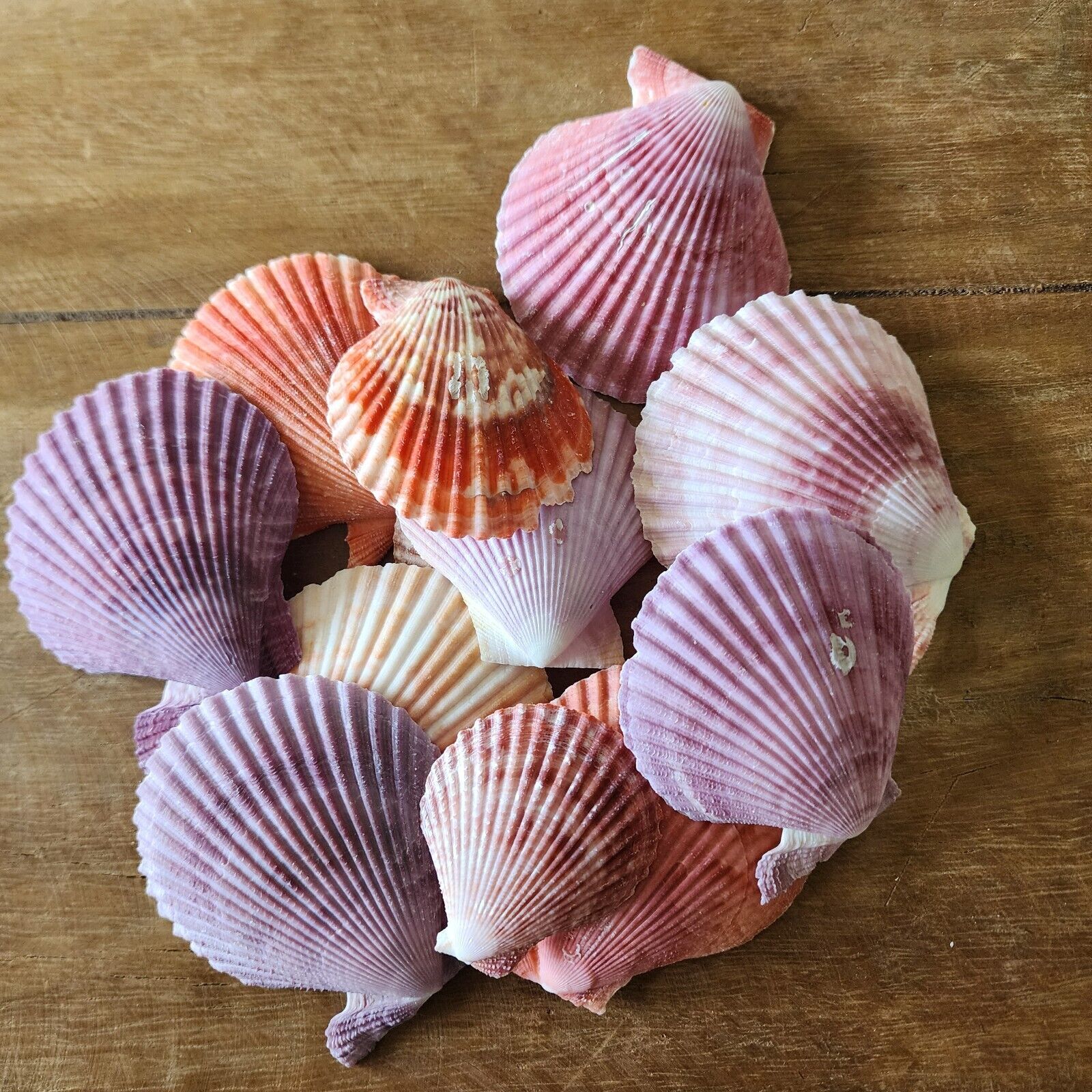 Sea Shells Pecten Nobilis Colorful 10 PIECE LOT 1.5\