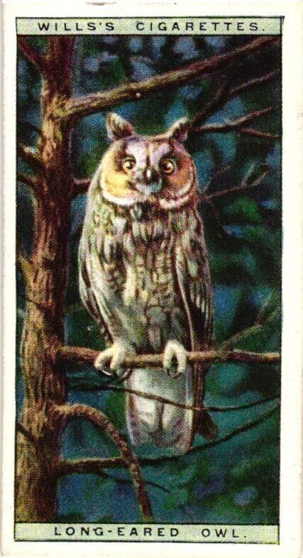 Wills Cigarettes 1925 Tobacco Card Life In The Tree Tops no. 35 Long Eared Owl
