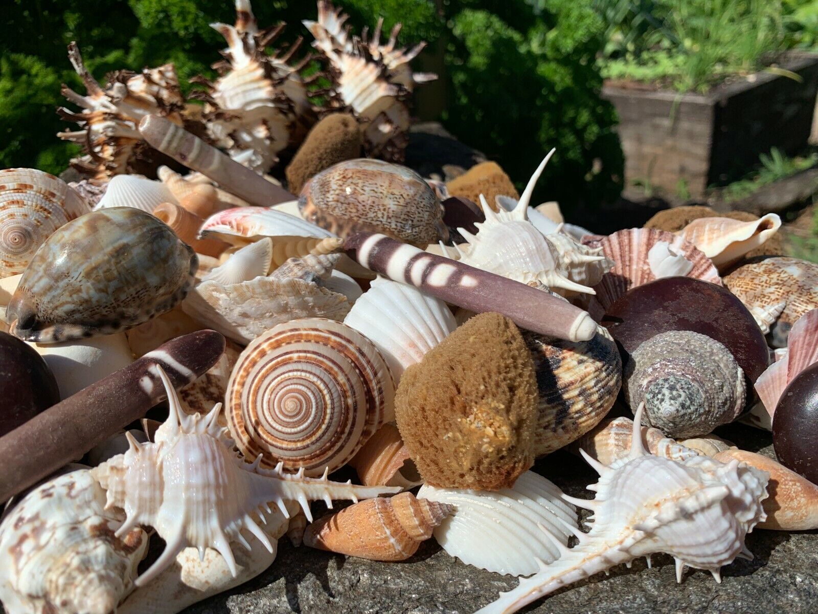 Huge Lot of Beautiful Seashells 5+ LBS Sea Shells Best Price  