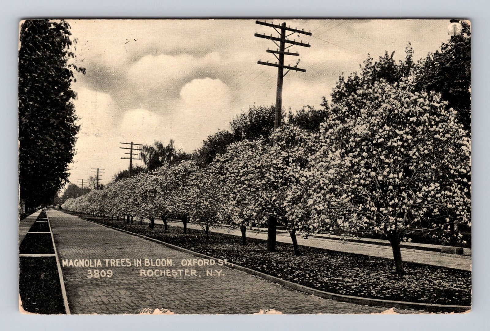 Rochester NY-New York, Magonlia Trees In Bloom, Antique, Vintage Postcard