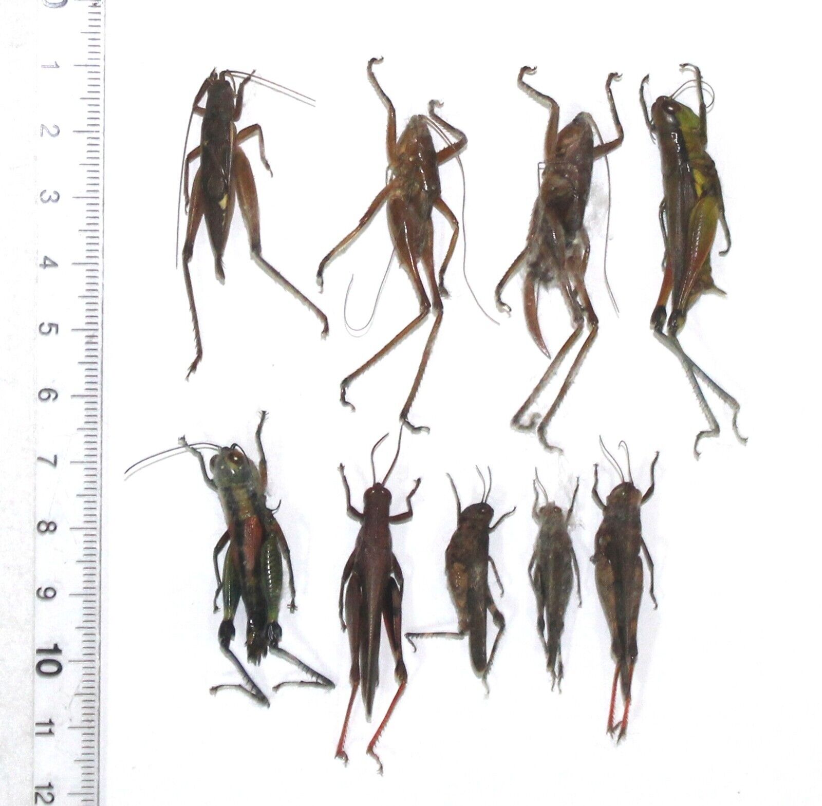 Orthoptera. 9 from Seram Is