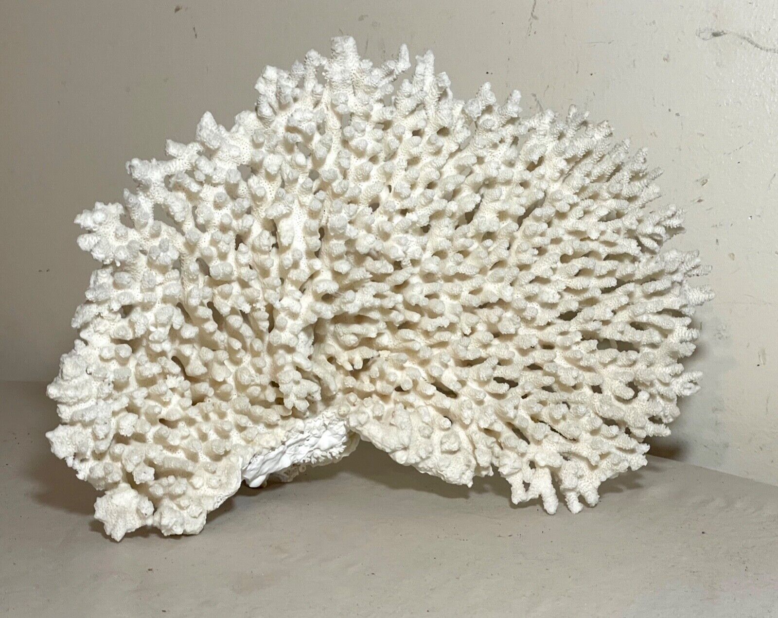 large natural piece of natural white brush saltwater branch coral specimen tank