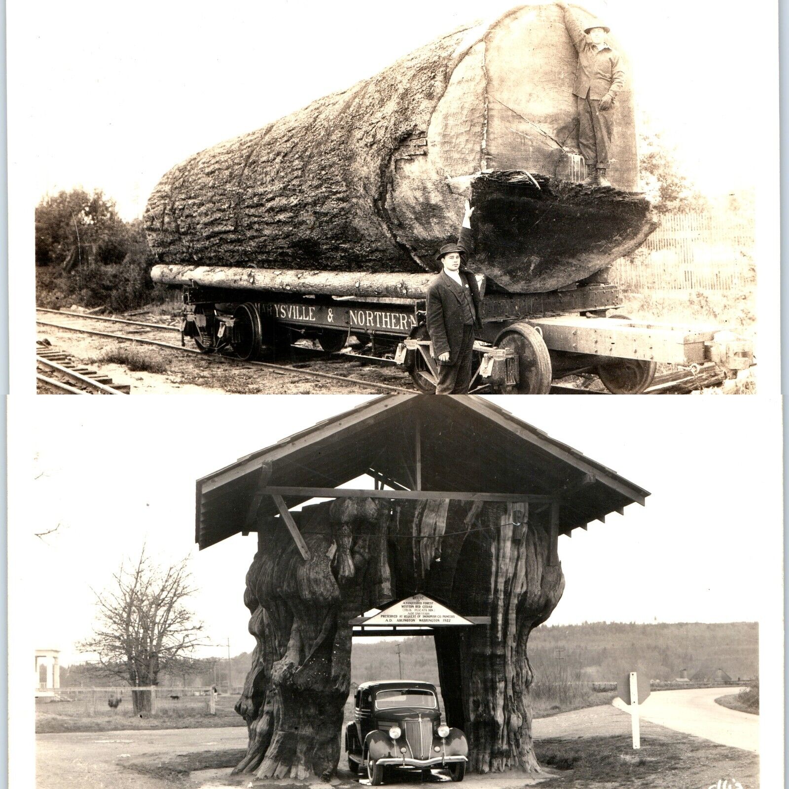 x2 LOT c1940s Washington Giant Trees RPPC Douglas Fir Log & Cedar Stump M&N A106