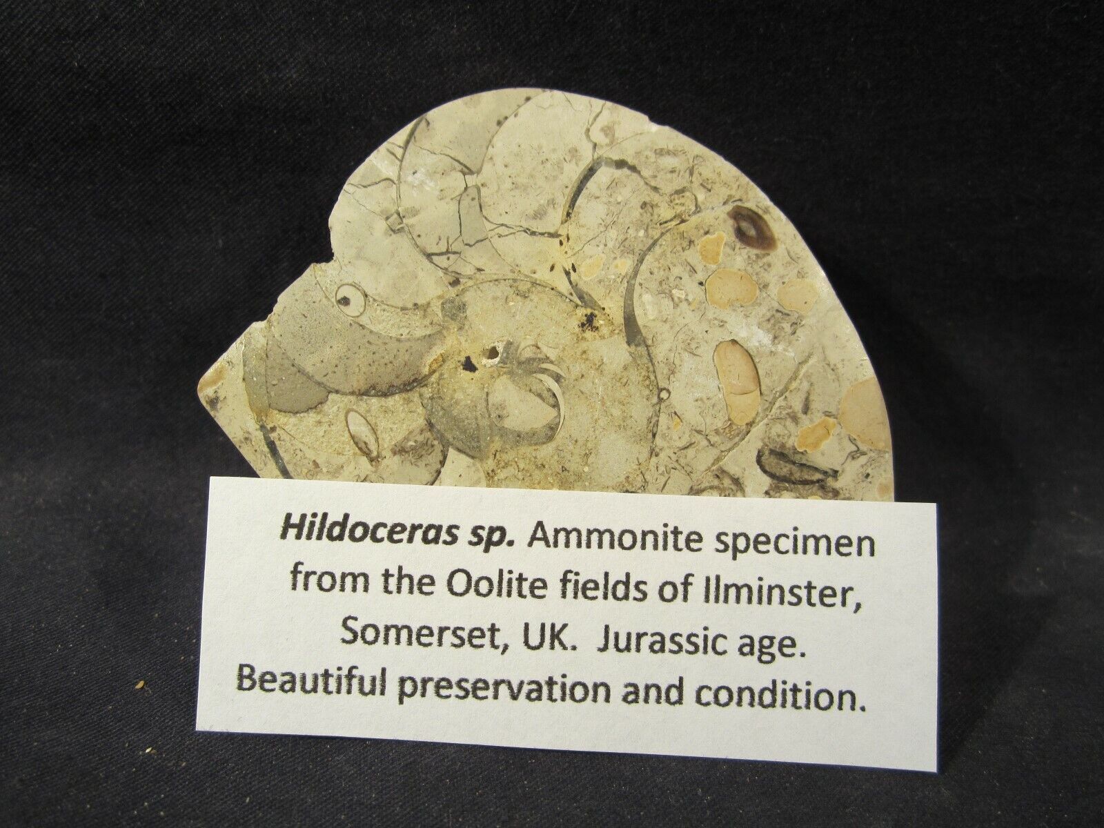 Fossil Rock Hildoceras Ammonite Oolite fields of Ilminster, Somerset UK Jurassic