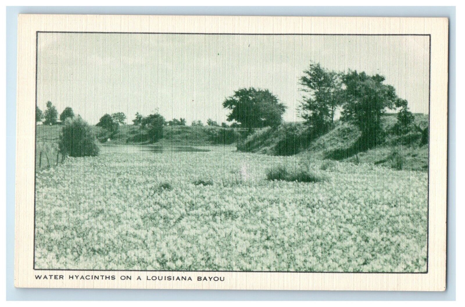 c1940\'s View Of Water Hyacinths On Louisiana Bayou LA Unposted Vintage Postcard