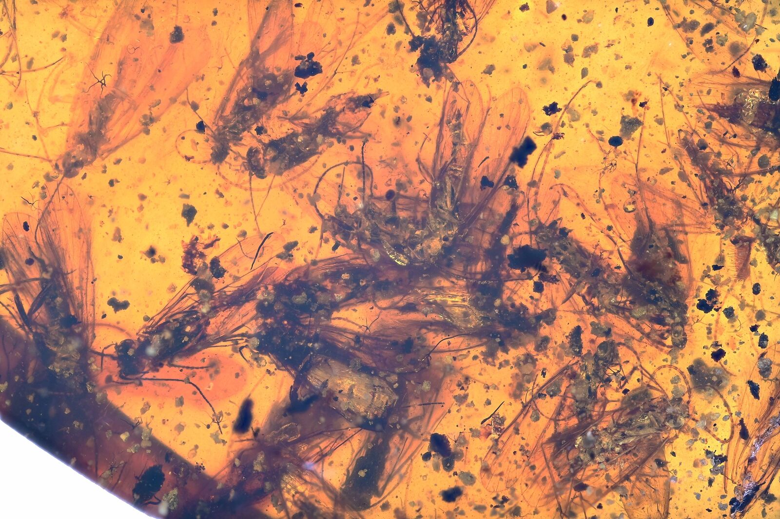 Detailed Swarm of Trichoptera (Caddisfly), Fossil inclusion in Burmese Amber