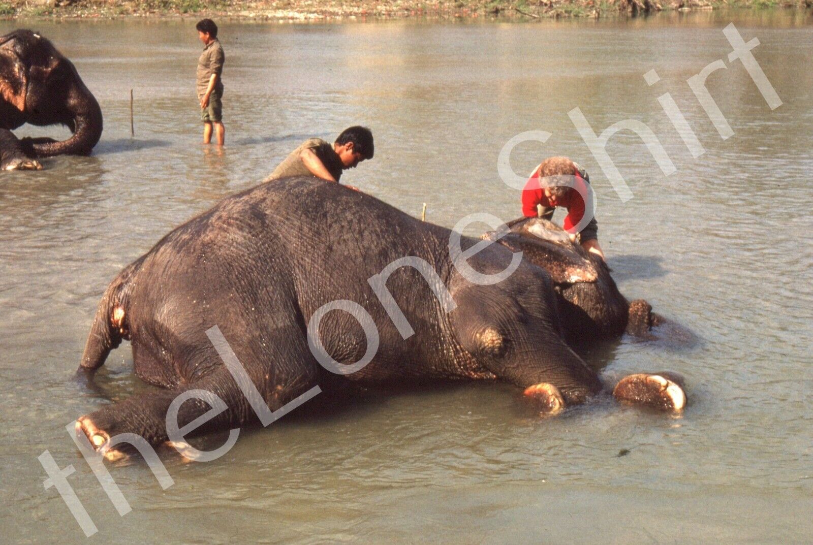 1980s Nepal Tiger Tops Elephant Handlers Bathing Swimming 35mm Slide Kodachrome