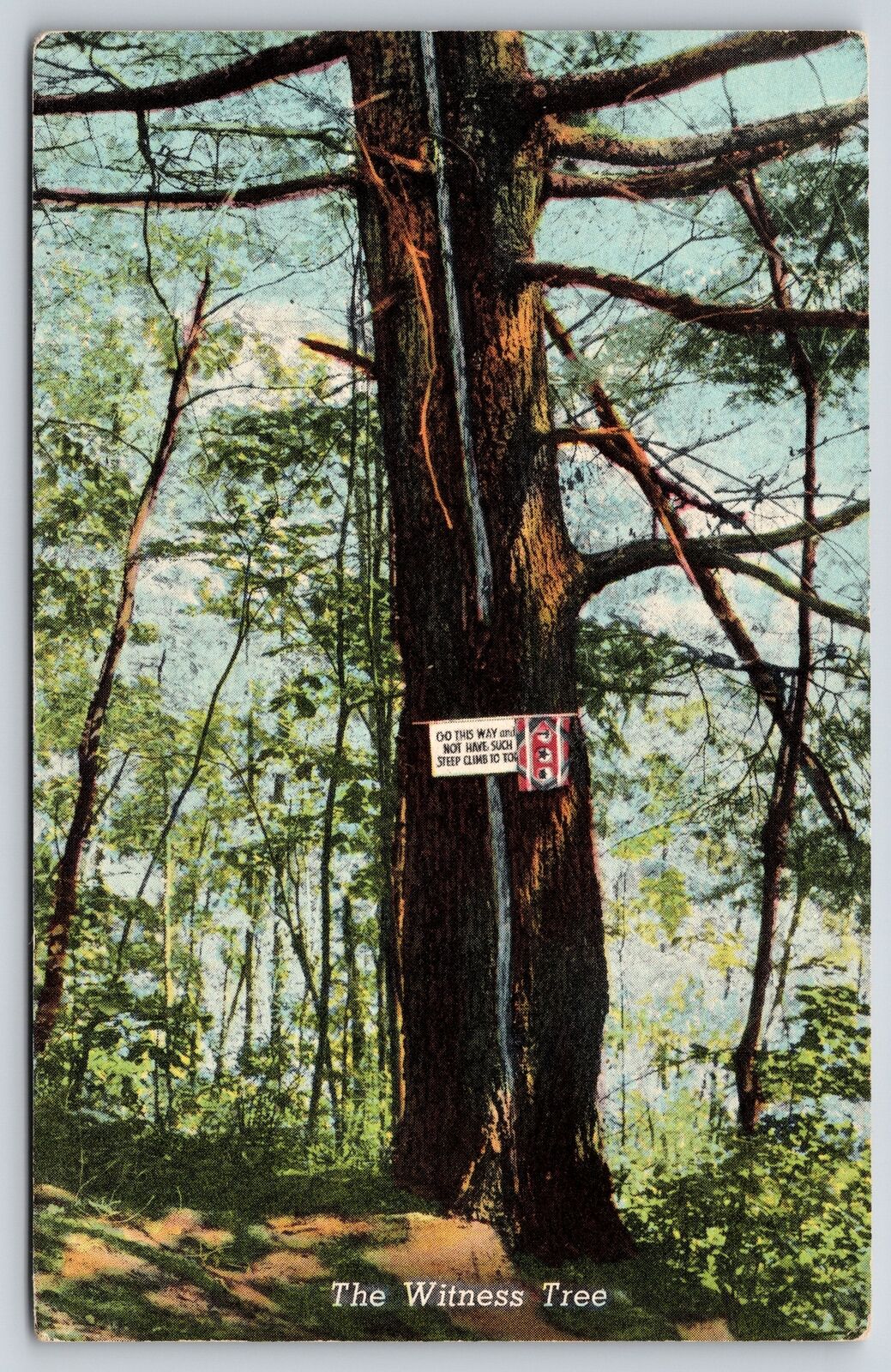 Ducktown Tennessee-Hiwassee Dam~Witness Tree~Roadside~1950s Postcard