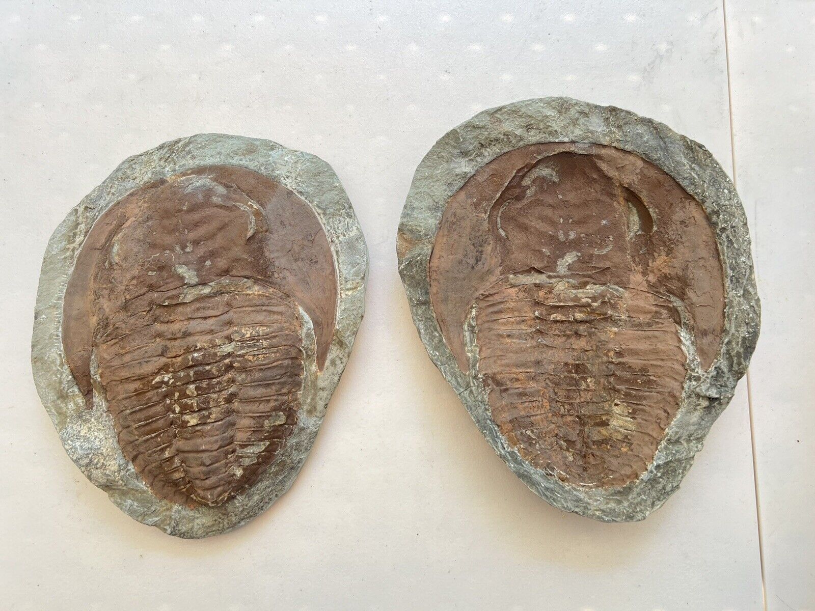 Fossil Positive/Negative Trilobite Cambropallas Coffin Cambrian Morocco—11 lbs