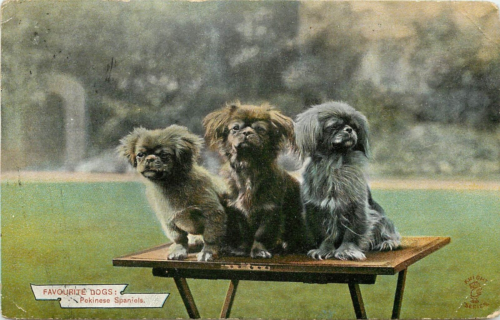 c1910 Dog Postcard; Knight Favorite Dogs Series 1709, Pekinese Spaniels, Posted