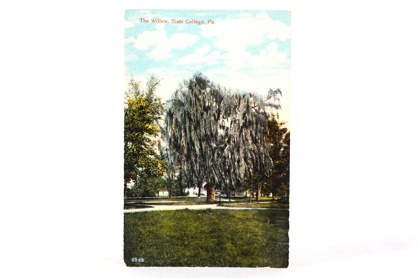 Antique State College Postcard THE WILLOW Tree The Athletic Store State College