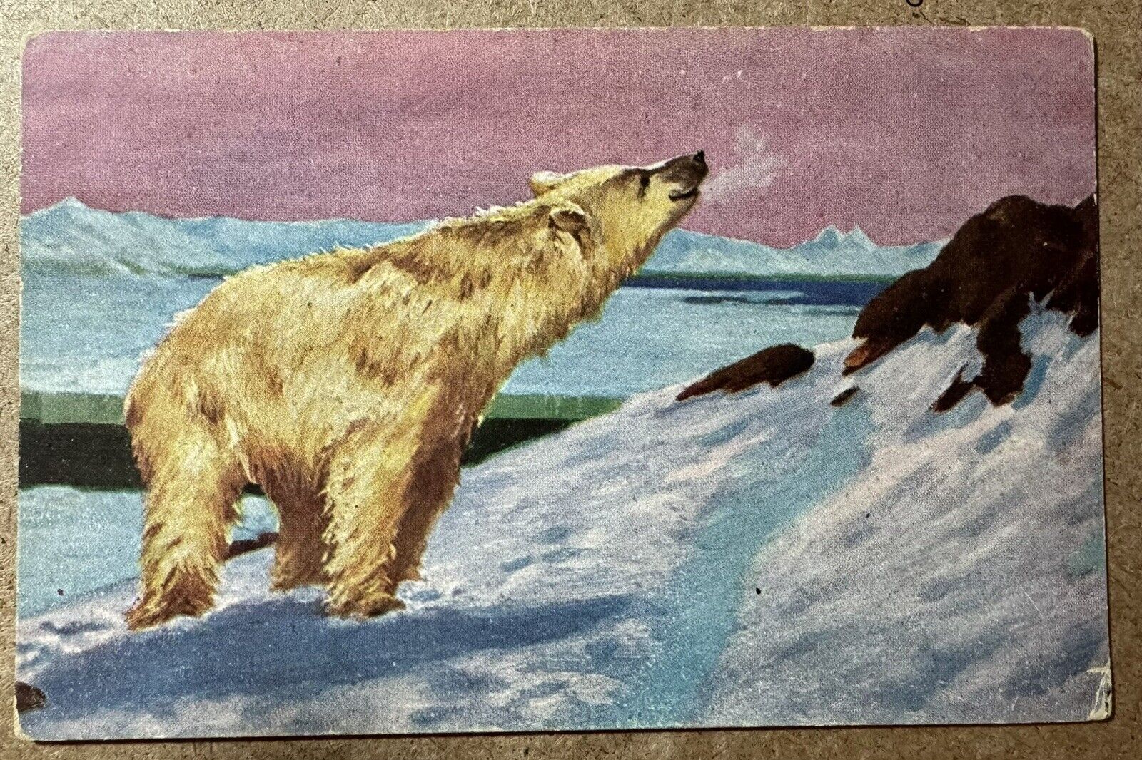 Wildlife Scene Polar Bear Snow Antique Art Antique Postcard Pre-1907 Series 283