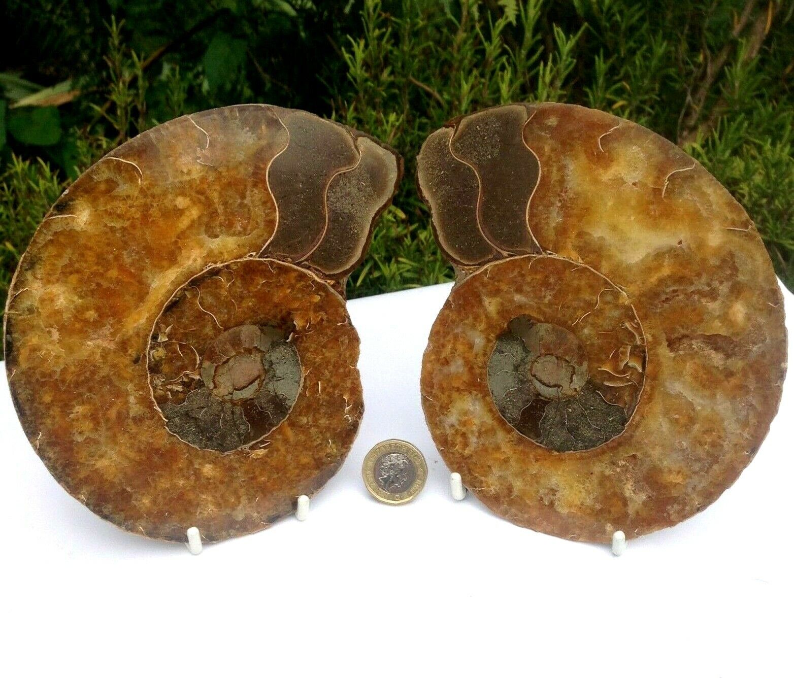 Large Ammonite Fossil Pair Madagascar Past Lives Memory 770g 15.45x11x1.7cm