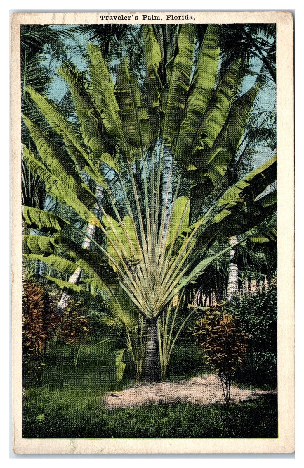 Postcard - Traveler\'s Palm Florida FL
