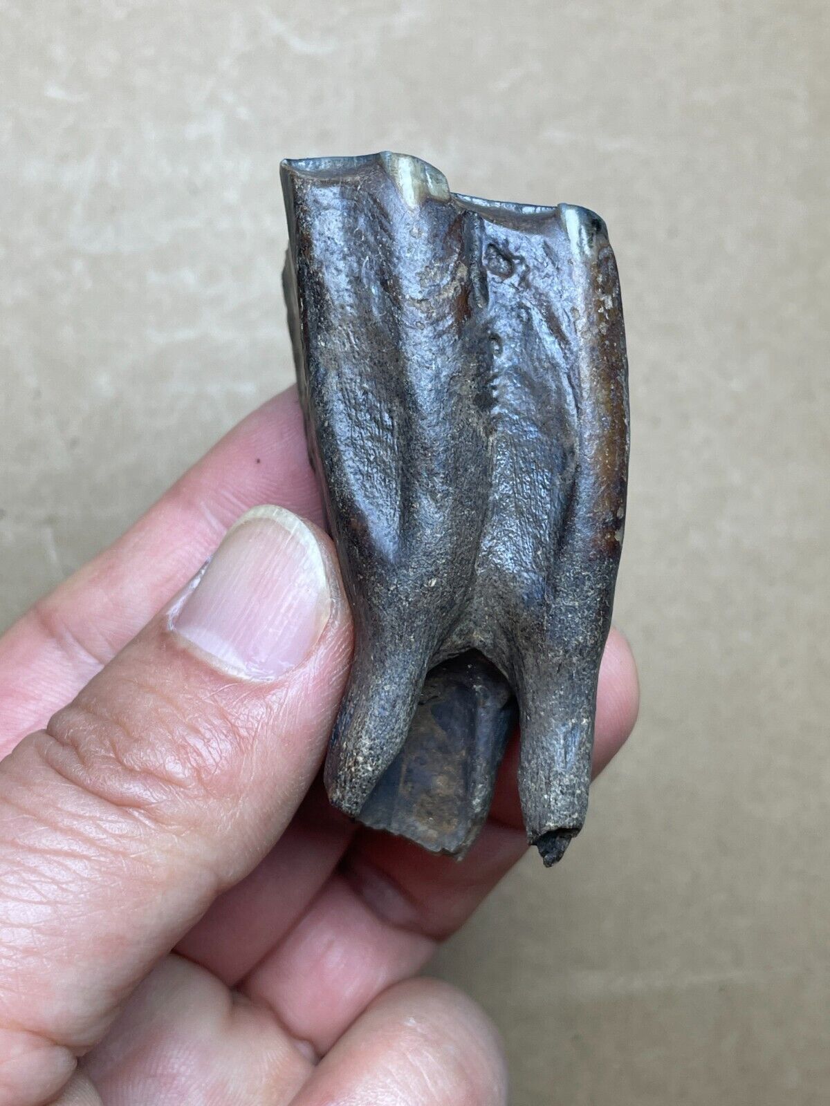 53g beautiful Ice Age horse tooth specimen Pleistocene