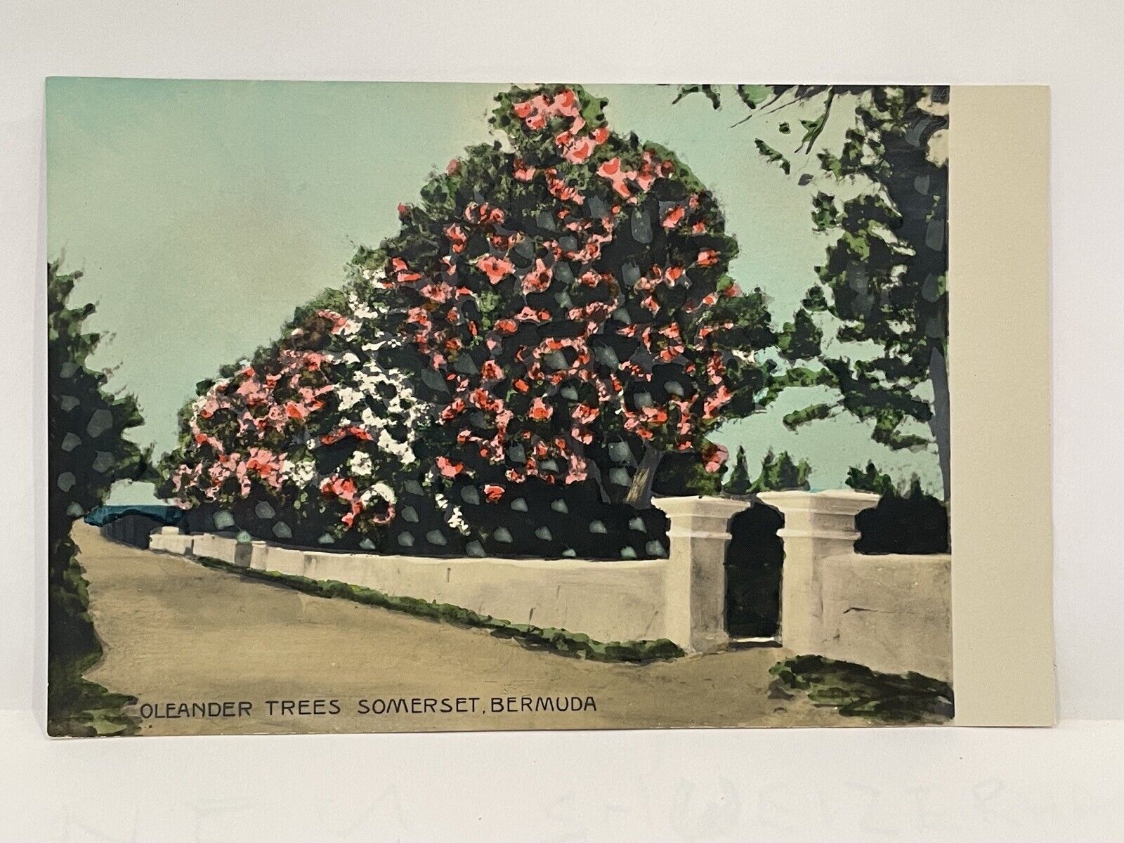 Oleander Trees Somerset Bermuda. Postcard.