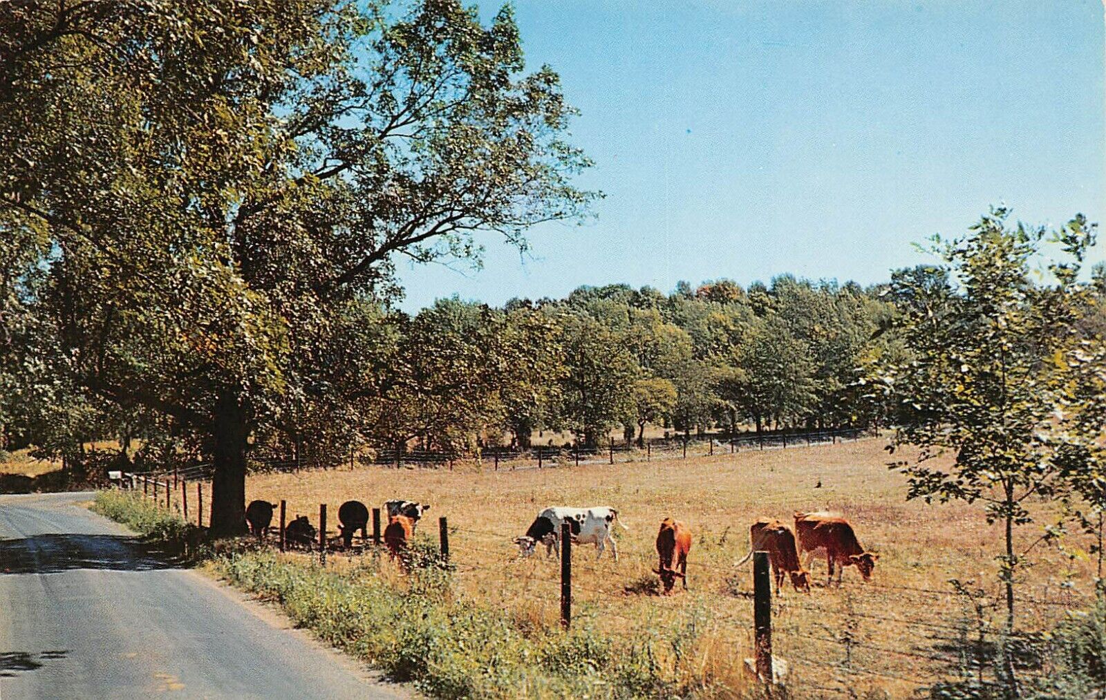 Mountainville Oldwick NJ New Jersey Rockaway Rd Cattle Cow Farm Vtg Postcard B16