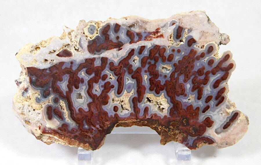 AWESOME BOLDLY PATTERNED RARE PAUL BUNYON TUBE AGATE SLAB MUST SEE