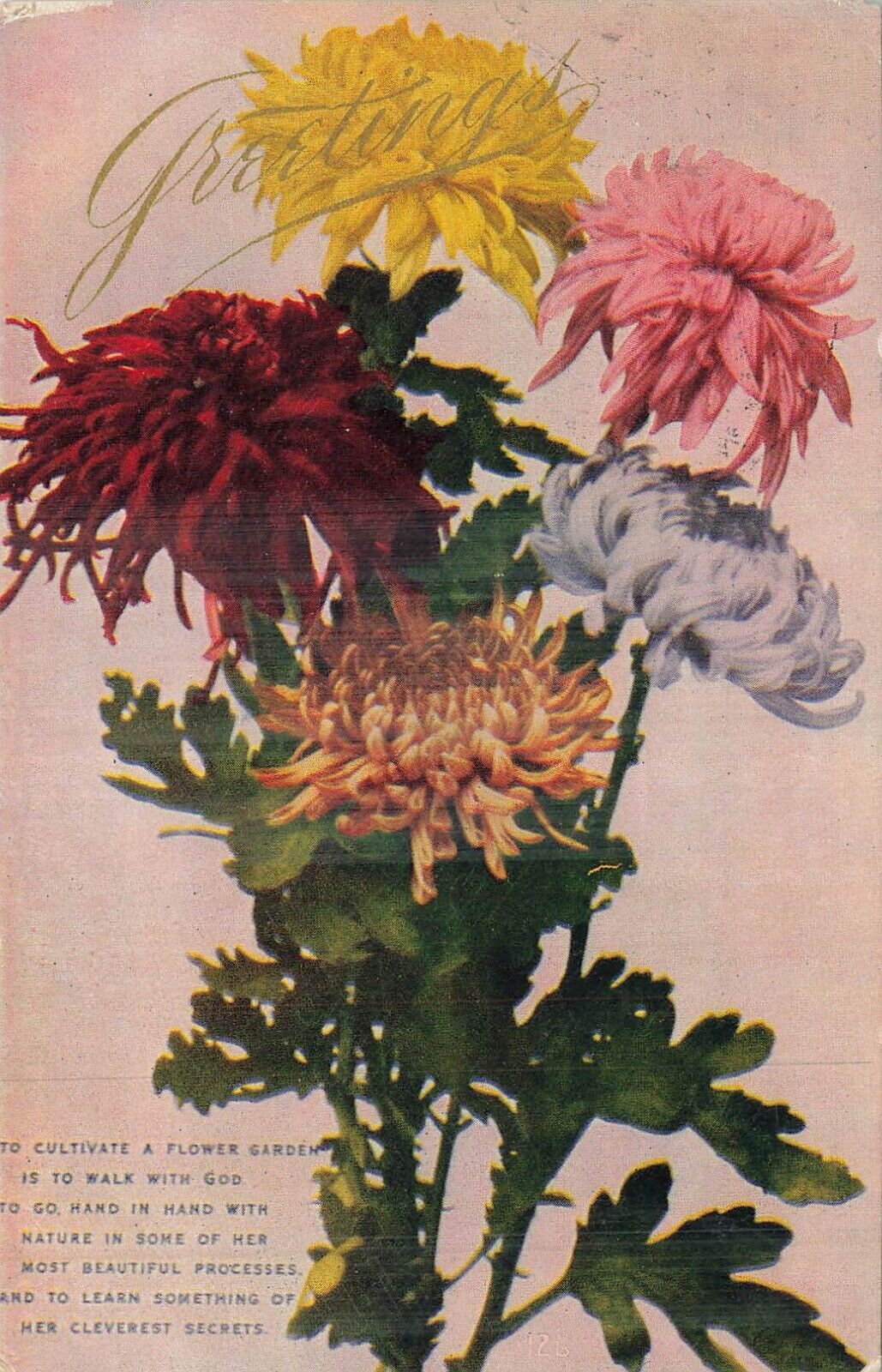 Greeting Flower Garden Postcard 1908 Omaha NE PM 1 cent stamp Fischer