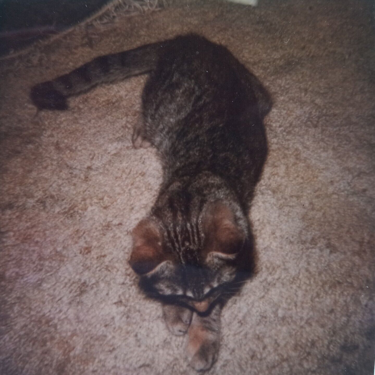 Vintage Polaroid Photo Adorable Cat Kitten On Carpet Cute Pet Found Art Snapshot
