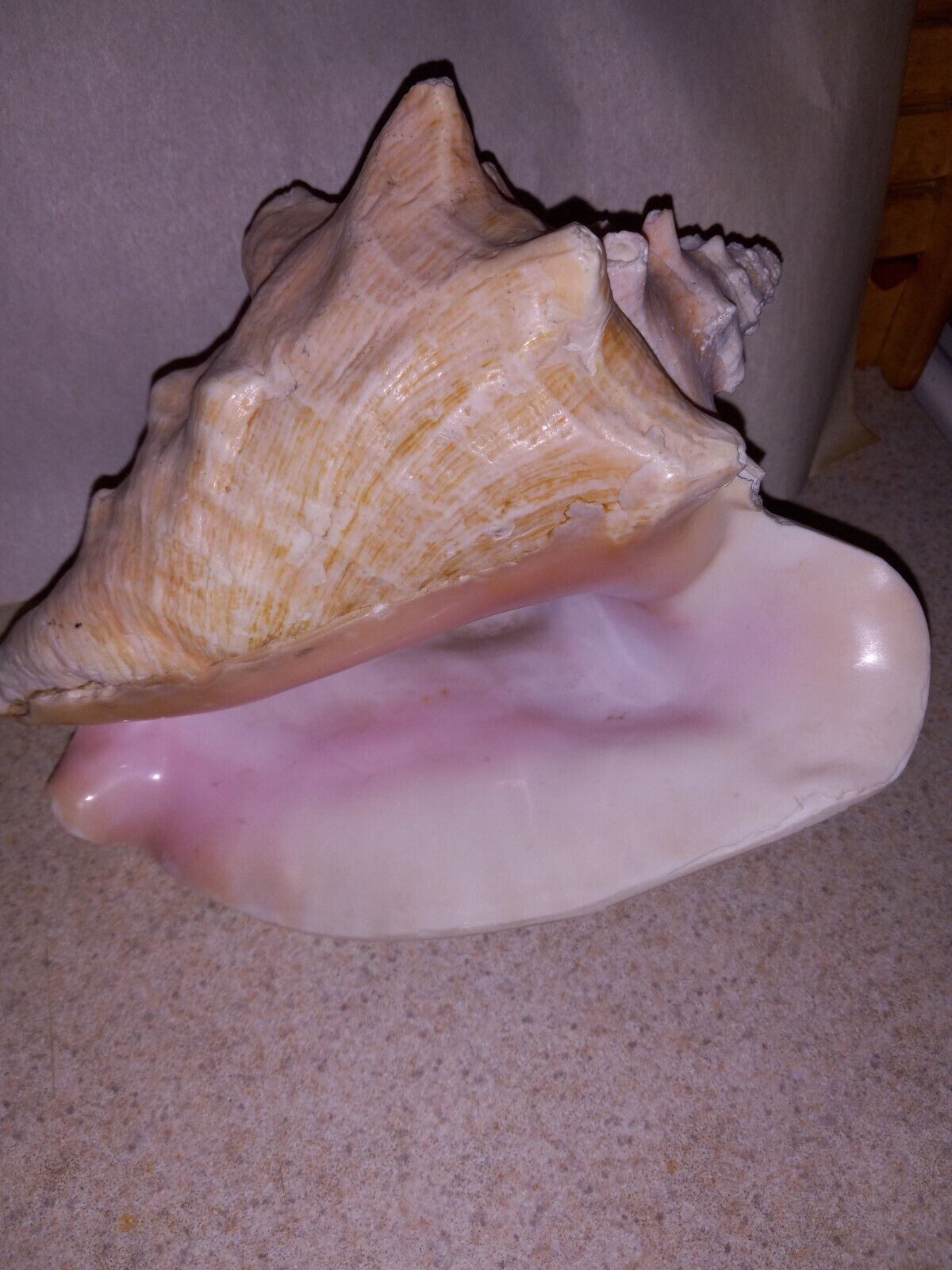 CONCH SHELL HORN VERY LARGE QUEEN CONCH SEA SHELL HORN GREAT COLOR