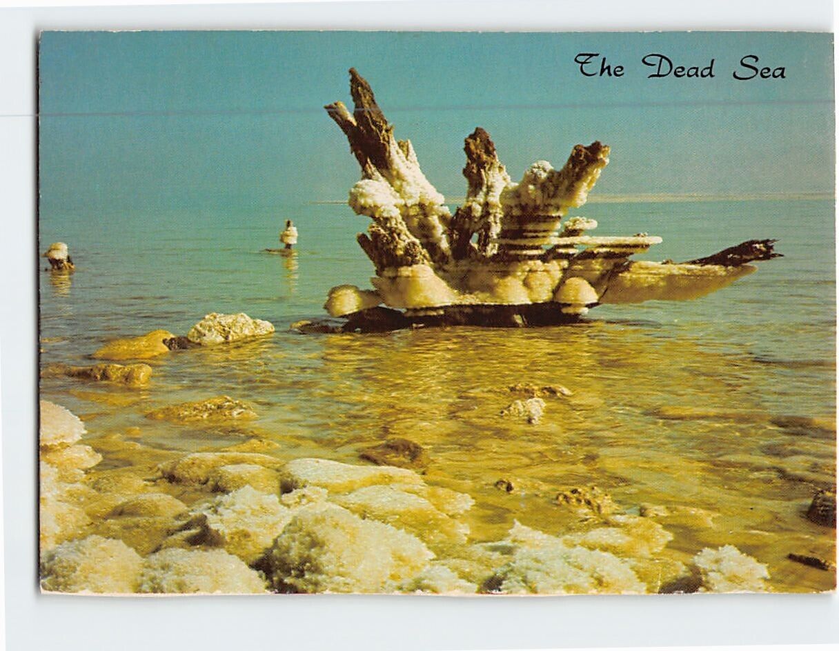Postcard Salt crystals and skeletons of trees The Dead Sea
