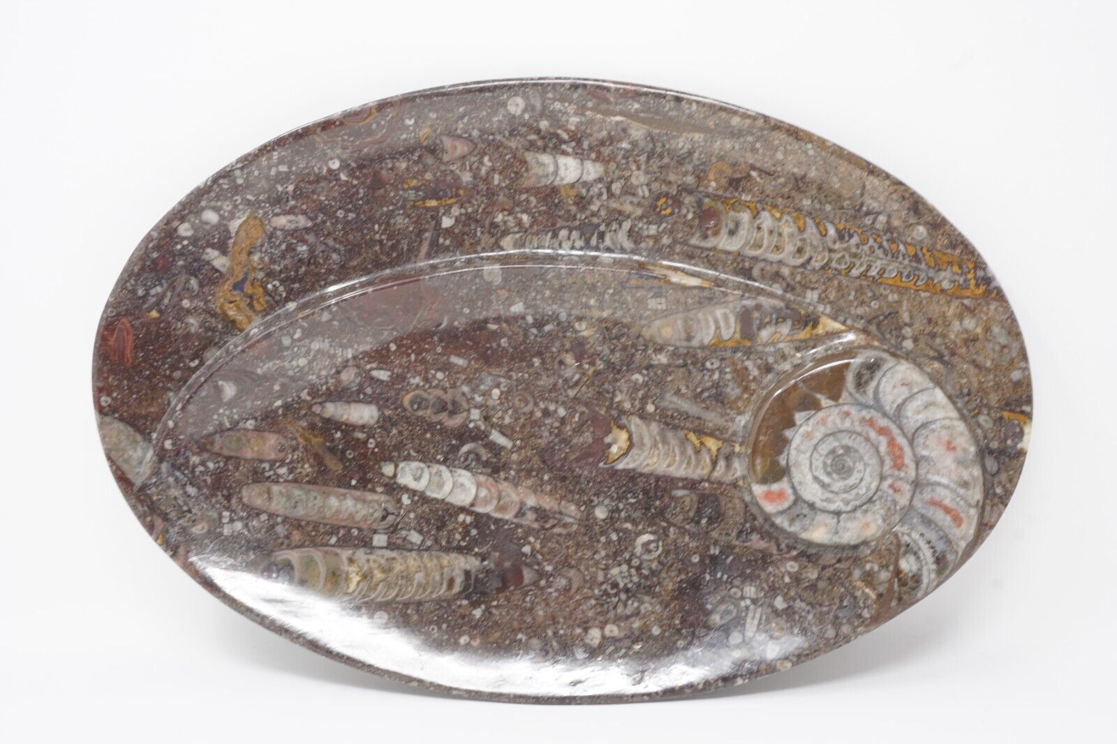 Vintage Hand Carved Fossil Spiral Serving Plate Ammonite and Orthoceras 11\