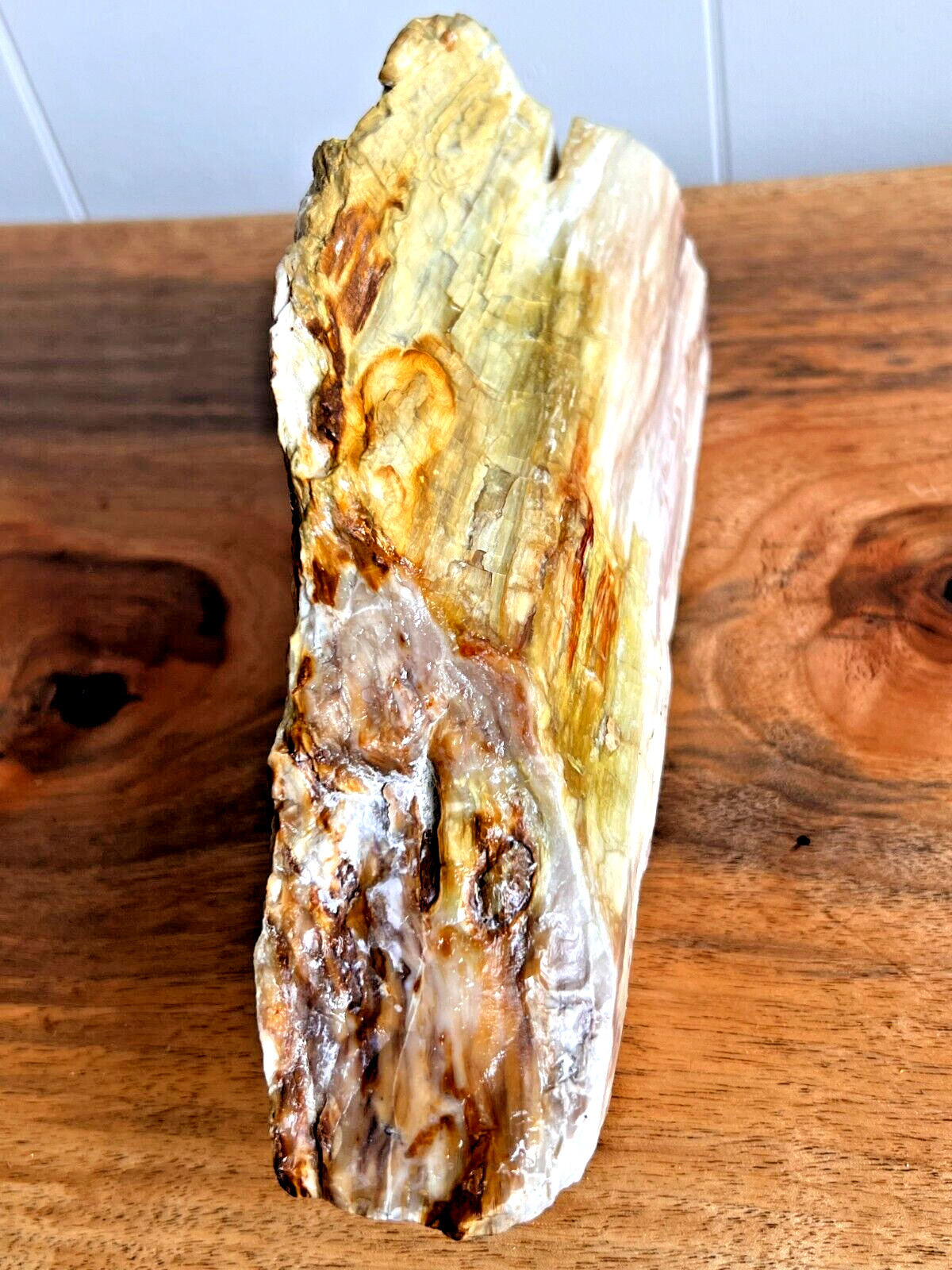 absolute beauty petrified wood cleaned natural many colors rare display opalized