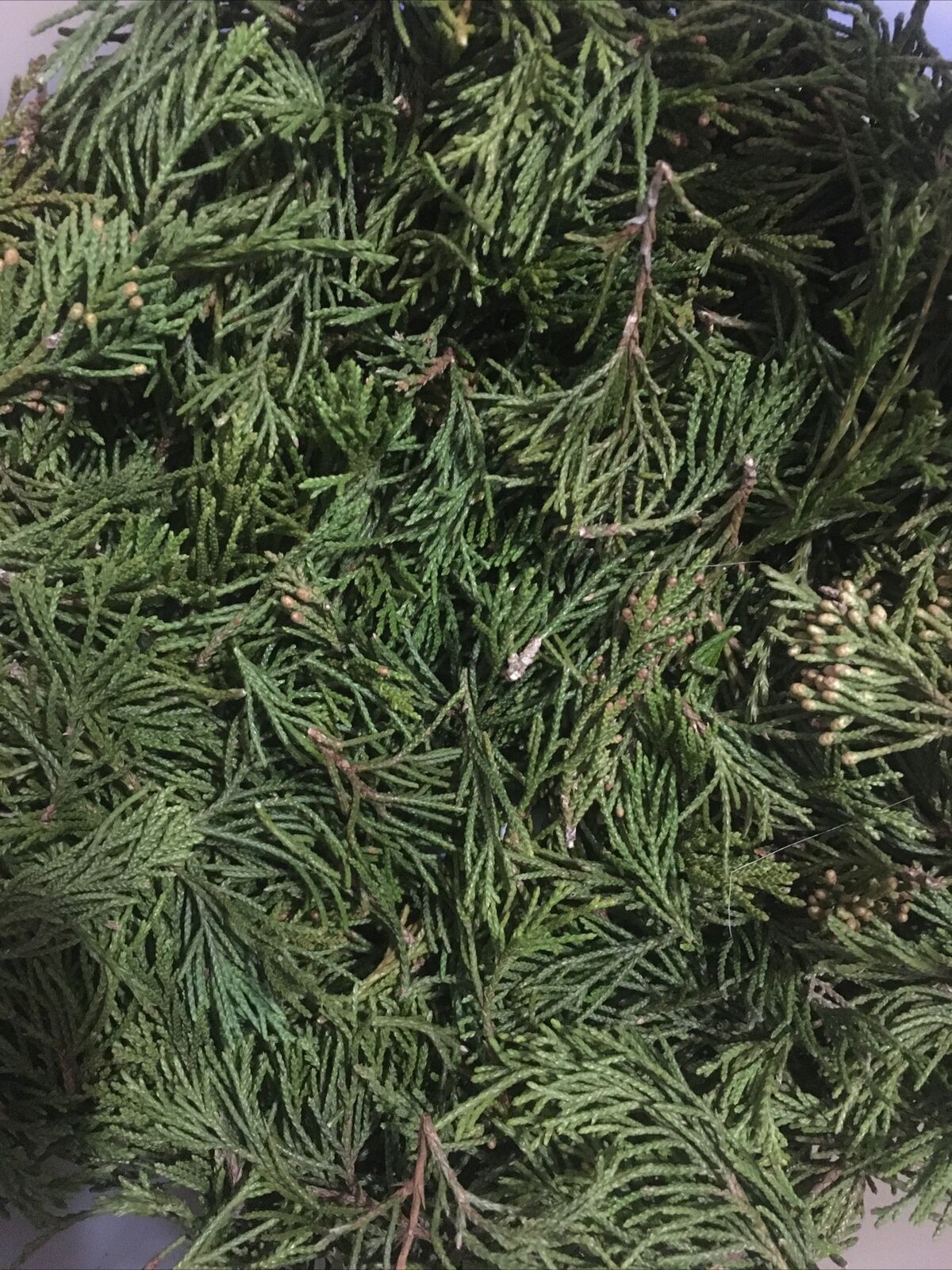 6 oz Fresh Cedar leaf