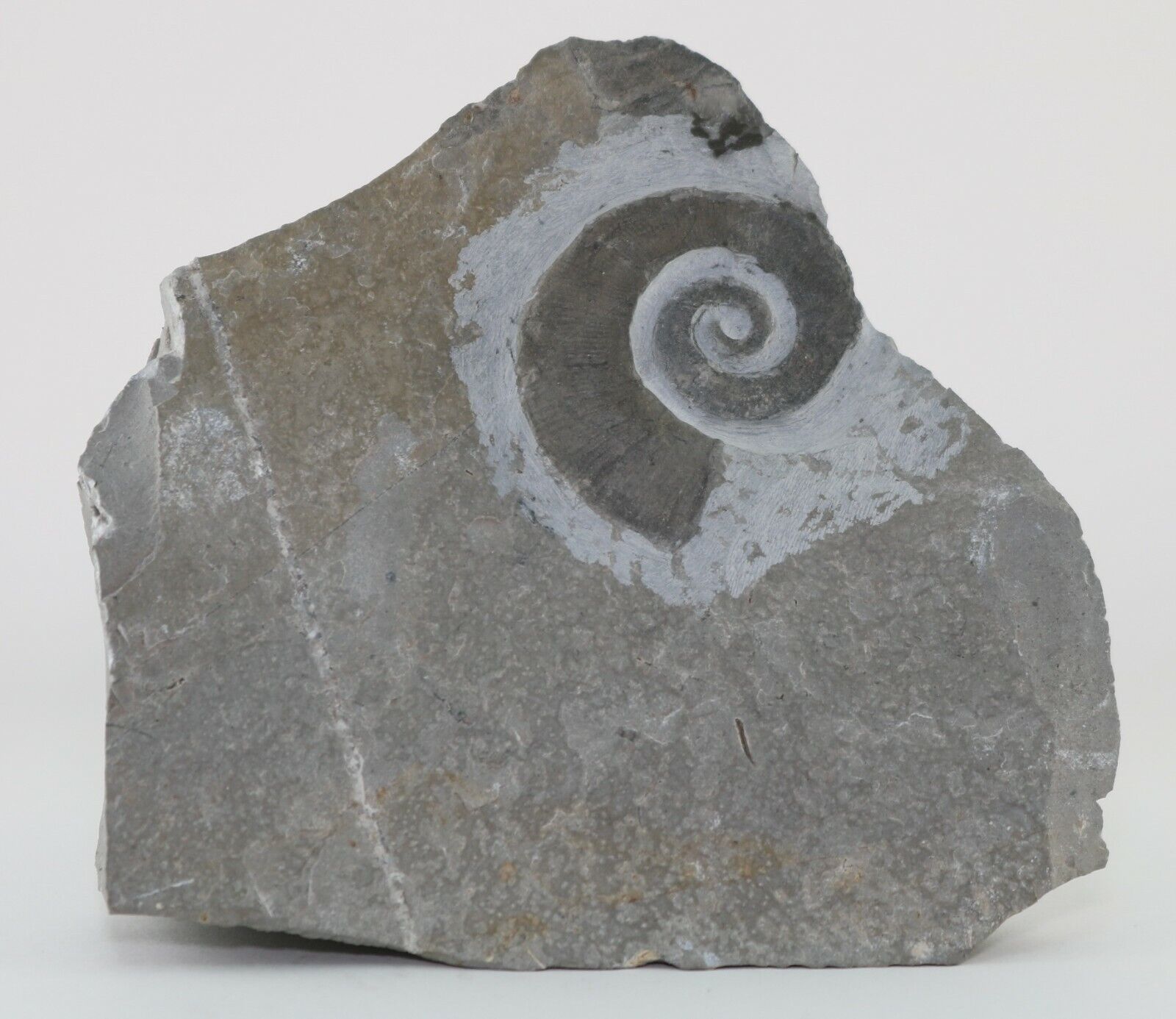 Rare Fossil Ammonite Heteromorph Crioceratites Nyons France COA 3803