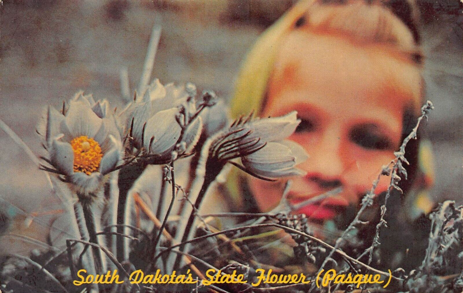 Mitchell SD South Dakota Pasque Flower Spring Bloom Rebirth Vtg Postcard S7