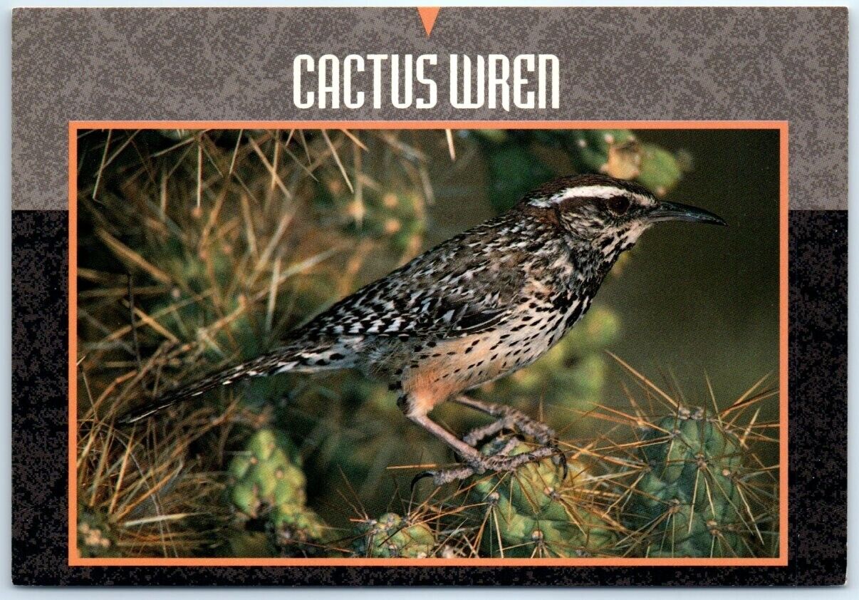 Postcard - Cactus Wren (Campylorhynchus Brunneicapillus)