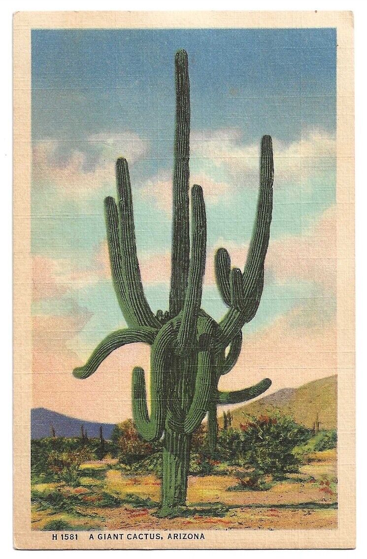 Fred Harvey, Arizona c1930\'s Giant Saguaro Cactus, desert scene