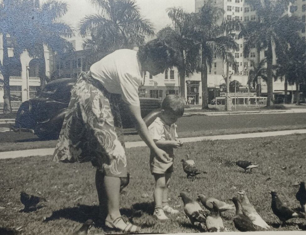 c.1940\'s Pigeon Feeding Avenue Cars Buildings Palm Trees Vintage Antique Photo