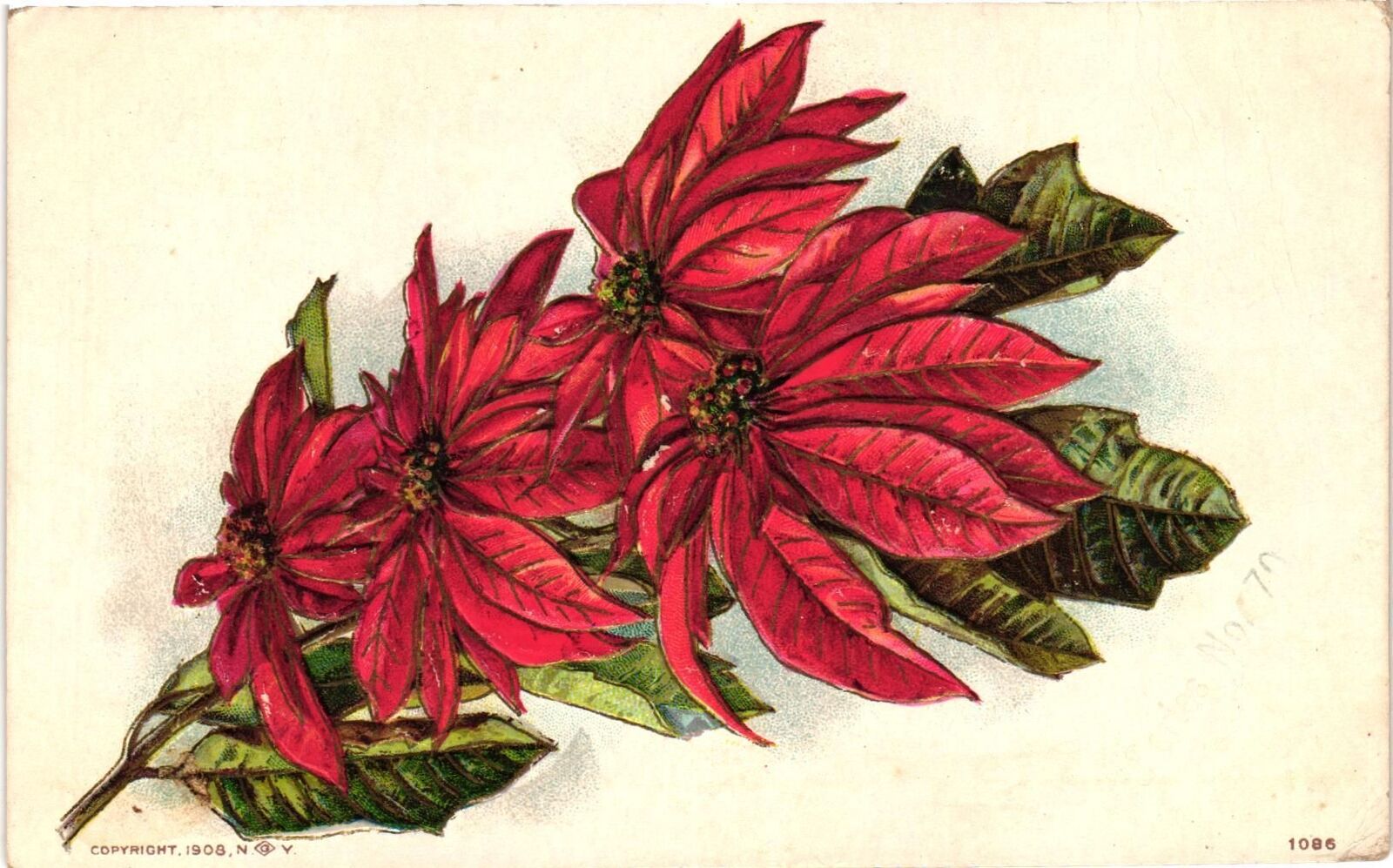 Vintage Postcard- Poinsettia Flowers embossed old Postcard