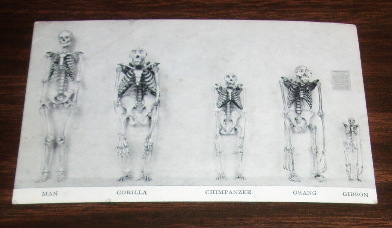 Chicago IL Nat History Museum Osteology Primate Skeletons Exhibit B&W Postcard
