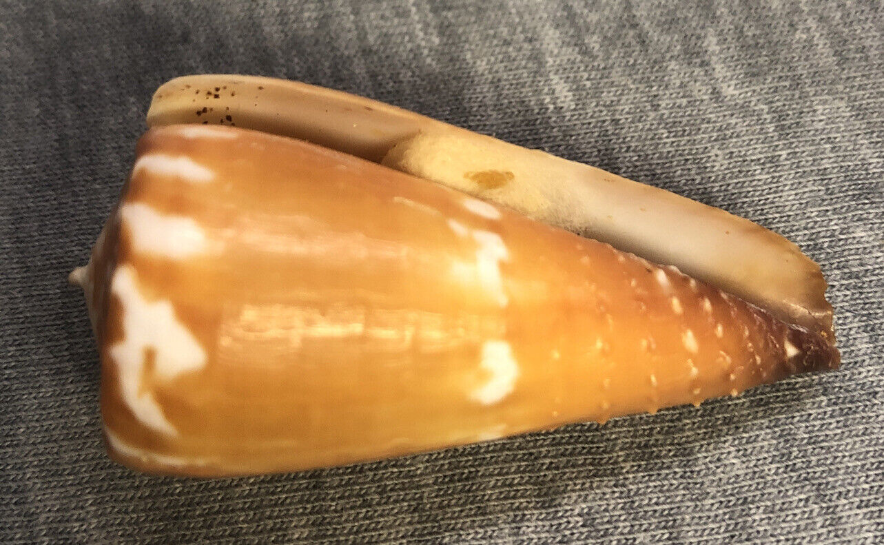 Conus litoglyphus (Lithograph Cone) 46mm 