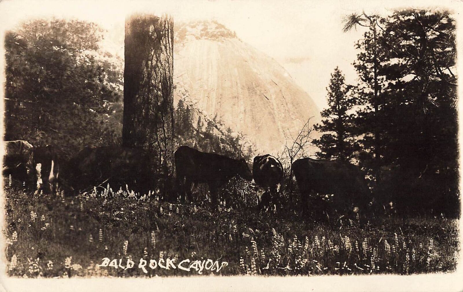 RPPC Bald Rock Canyon Real Photo Postcard 1921 