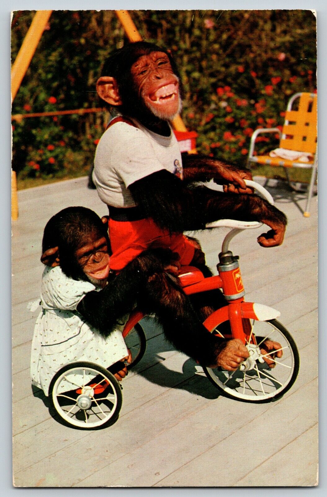 Postcard Me and my Shadow Chimpanzees Tricycle Monkey Jungle Outside Miami FL