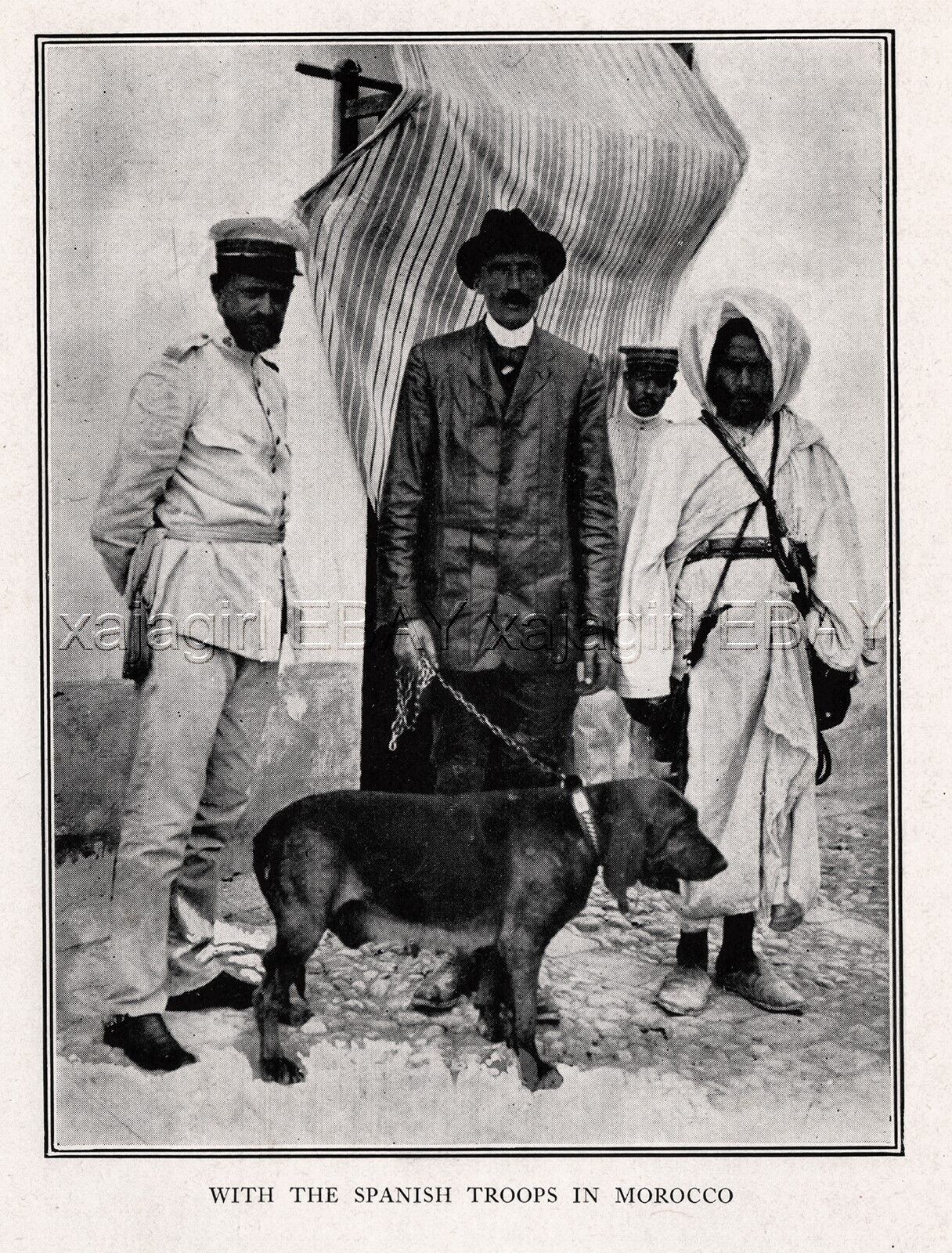 DOG Bloodhound War Morocco Spanish Troops Treaty of Fez 1912, Rare Antique Print