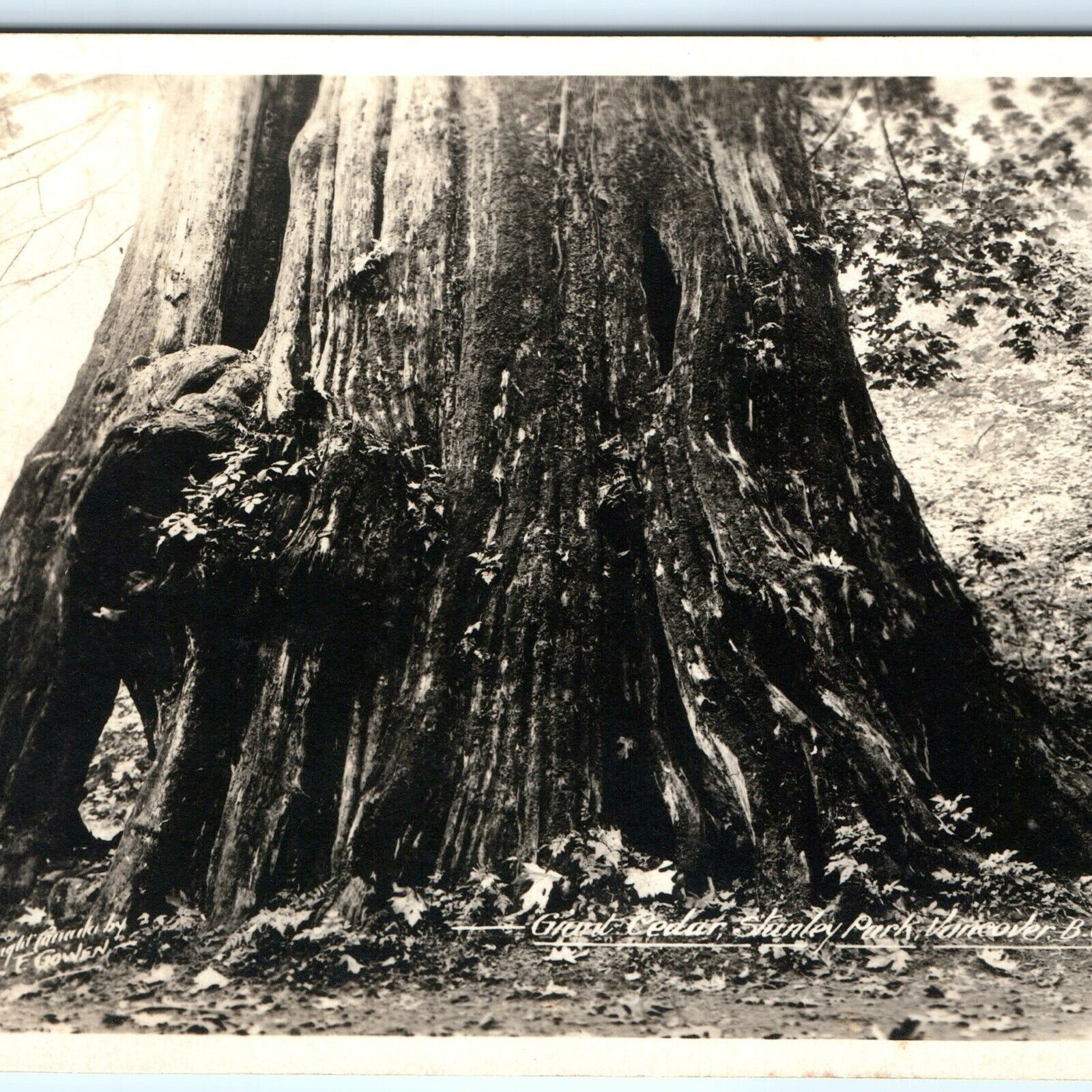 1910s Vancouver B.C Giant Cedar Stanley Park RPPC Real Photo Gowen Sutton A9