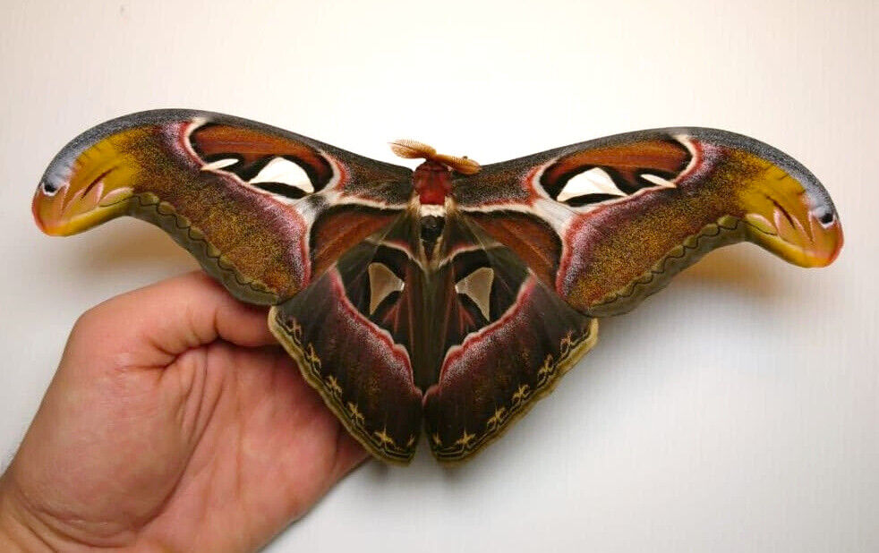 Unmounted Attacus atlas EXTREME ABERRATION A1 ex-pupa - male