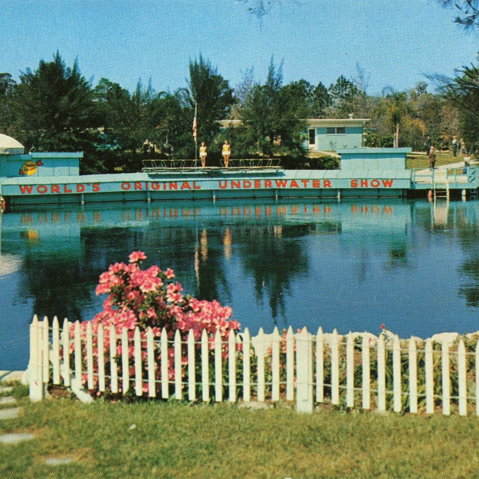 Weeki Wachee Springs Florida FL Swimmers Attractions Unused Ephemera Postcard