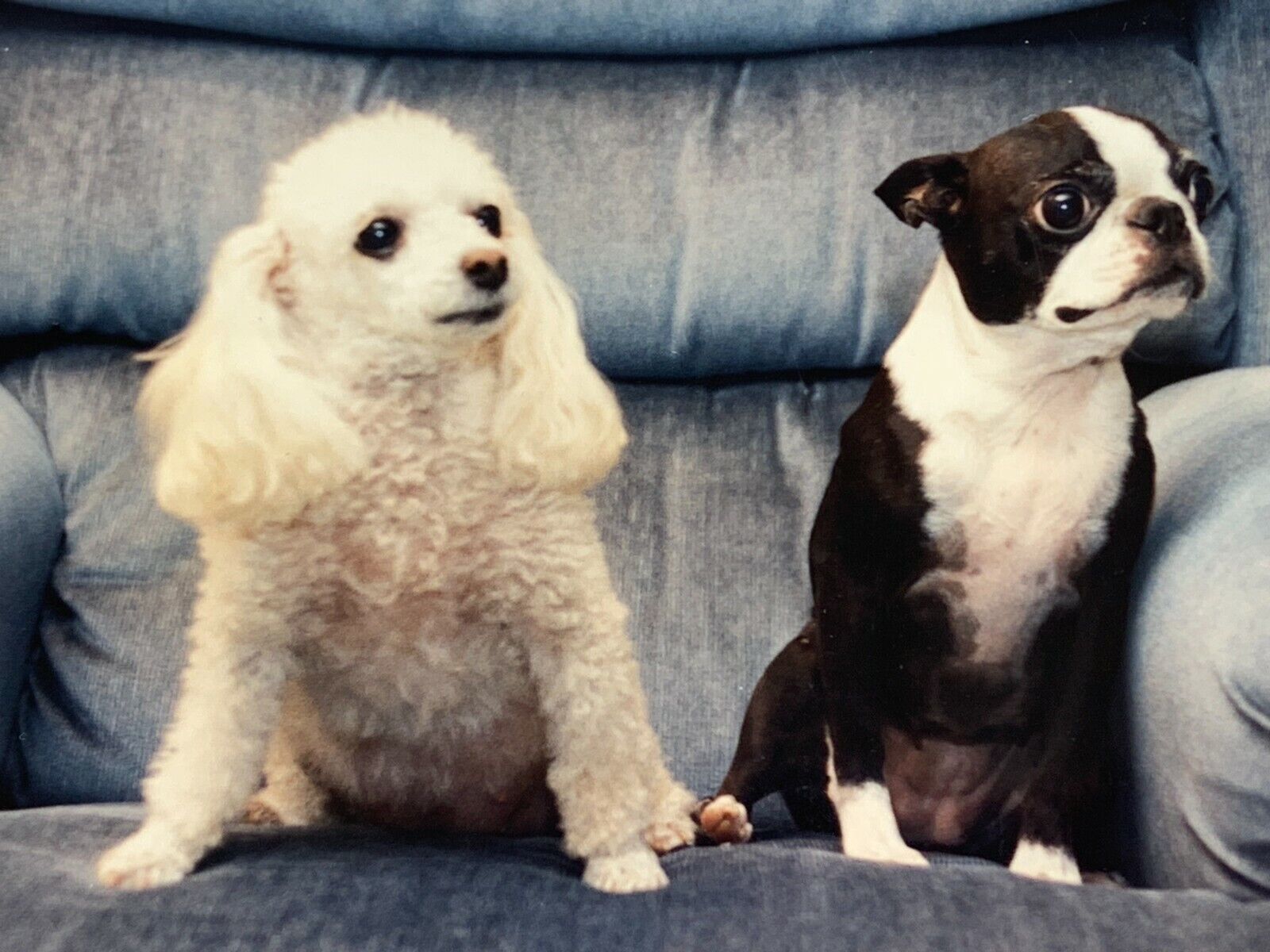 AvG) 4x6 Found Photo Photograph Adorable Boston Terrier And Poodle Sharing Chair
